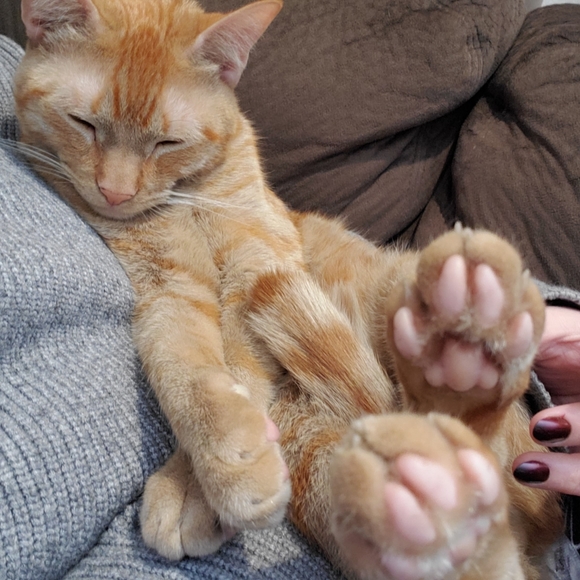 Meet your Posher, Haley - Picture 2 of 2